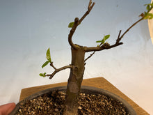Load image into Gallery viewer, Chinese Quince 009