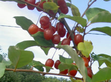 Load image into Gallery viewer, Kon-Gumi (Deciduous Eleagnus)