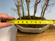 Load image into Gallery viewer, Japanese Maple Forest-Koyo pot-002