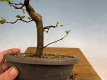 Load image into Gallery viewer, Chinese Quince 008