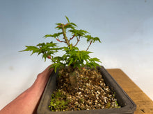 Load image into Gallery viewer, Shishigashira Japanese Maple 008