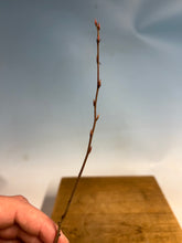 Load image into Gallery viewer, Korean Hornbeam Bare Root- Large 6-10”+