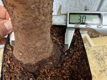 Load image into Gallery viewer, Zelkova, Japanese Grey Bark Elm #18