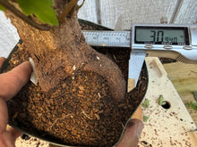 Load image into Gallery viewer, Trident Maple #24