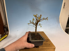 Load image into Gallery viewer, Zelkova, Japanese Grey Bark Elm 011