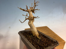 Load image into Gallery viewer, Trident Maple 001