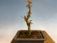 Load image into Gallery viewer, Kotohime Japanese Maple-004