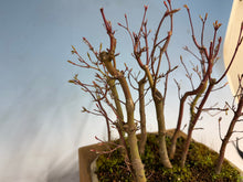 Load image into Gallery viewer, Japanese Maple Forest-Koyo pot-002