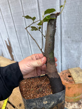 Load image into Gallery viewer, Chinese Quince #9