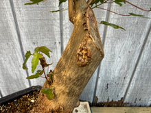 Load image into Gallery viewer, Trident Maple #47