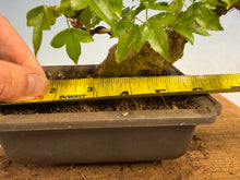 Load image into Gallery viewer, Trident Maple 025