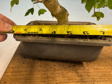Load image into Gallery viewer, Trident Maple 017