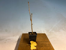 Load image into Gallery viewer, Ginkgo