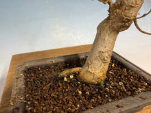 Load image into Gallery viewer, Trident Maple 001
