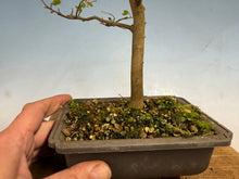 Load image into Gallery viewer, Chinese Hackberry, Celtis 002