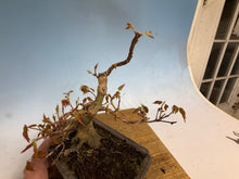 Load image into Gallery viewer, Japanese Maple 003