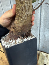 Load image into Gallery viewer, Chinese Elm #1