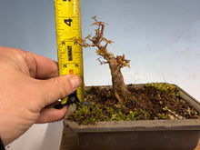 Load image into Gallery viewer, Kotohime Japanese Maple-005