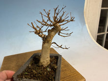 Load image into Gallery viewer, Trident Maple 002