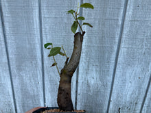 Load image into Gallery viewer, Chinese Quince #4