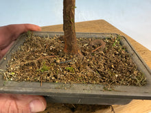 Load image into Gallery viewer, Dawn Redwood 004
