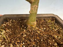Load image into Gallery viewer, Shishigashira Japanese Maple 006