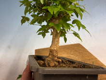 Load image into Gallery viewer, Trident Maple 014