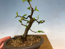 Load image into Gallery viewer, Chinese Quince 011