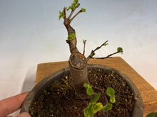 Load image into Gallery viewer, Chinese Quince 001