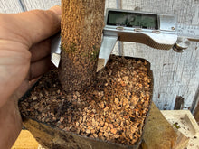 Load image into Gallery viewer, Trident Maple #9