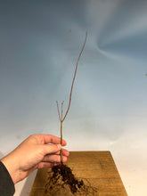 Load image into Gallery viewer, Japanese Maple Bare Root- Large 12-16”+