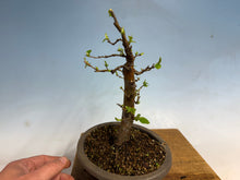 Load image into Gallery viewer, Chinese Quince 005