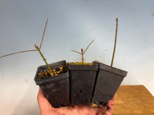 Load image into Gallery viewer, Arakawa Mayumi, Cork Bark Euonymus, Spindle Tree