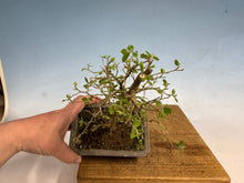 Load image into Gallery viewer, Chinese Hackberry, Celtis 004