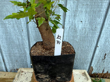 Load image into Gallery viewer, Trident Maple #35