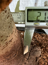 Load image into Gallery viewer, Zelkova, Japanese Grey Bark Elm #22