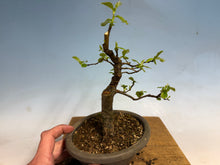 Load image into Gallery viewer, Chinese Quince 010