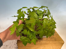 Load image into Gallery viewer, Trident Maple 012