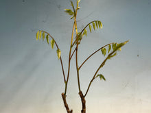 Load image into Gallery viewer, Japanese Wisteria 006