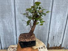 Load image into Gallery viewer, Zelkova, Japanese Grey Bark Elm #14