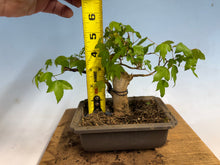 Load image into Gallery viewer, Trident Maple 023