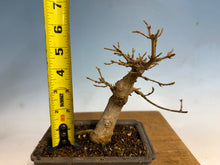 Load image into Gallery viewer, Trident Maple 001