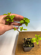 Load image into Gallery viewer, Japanese Crepe Myrtle (final inventory)