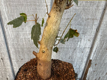 Load image into Gallery viewer, Trident Maple #6