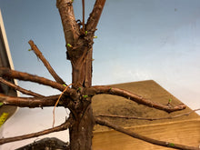 Load image into Gallery viewer, Dawn Redwood 002