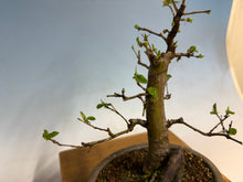 Load image into Gallery viewer, Chinese Quince 002