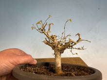 Load image into Gallery viewer, Zelkova, Japanese Import 003