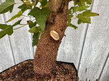 Load image into Gallery viewer, Trident Maple #35