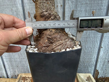 Load image into Gallery viewer, Chinese Elm #1