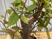 Load image into Gallery viewer, Zelkova, Japanese Grey Bark Elm #13